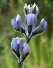Lupinus sp. Flower